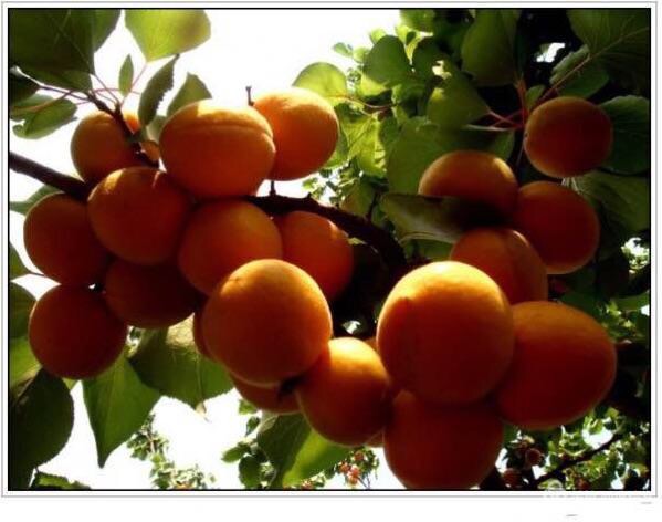 天下第一黄土高原,天下第一黄土高原是哪里