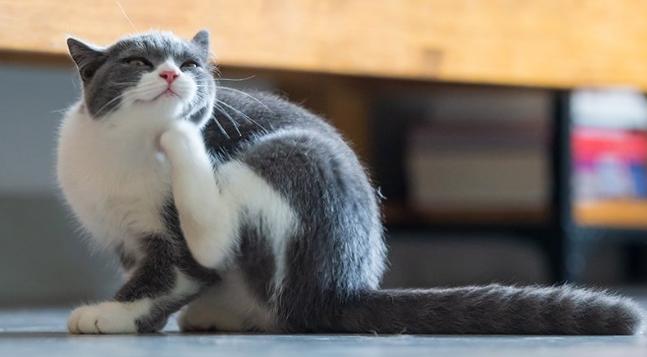 猫咪走丢让流浪猫找回,家养猫咪走丢了还能存活吗