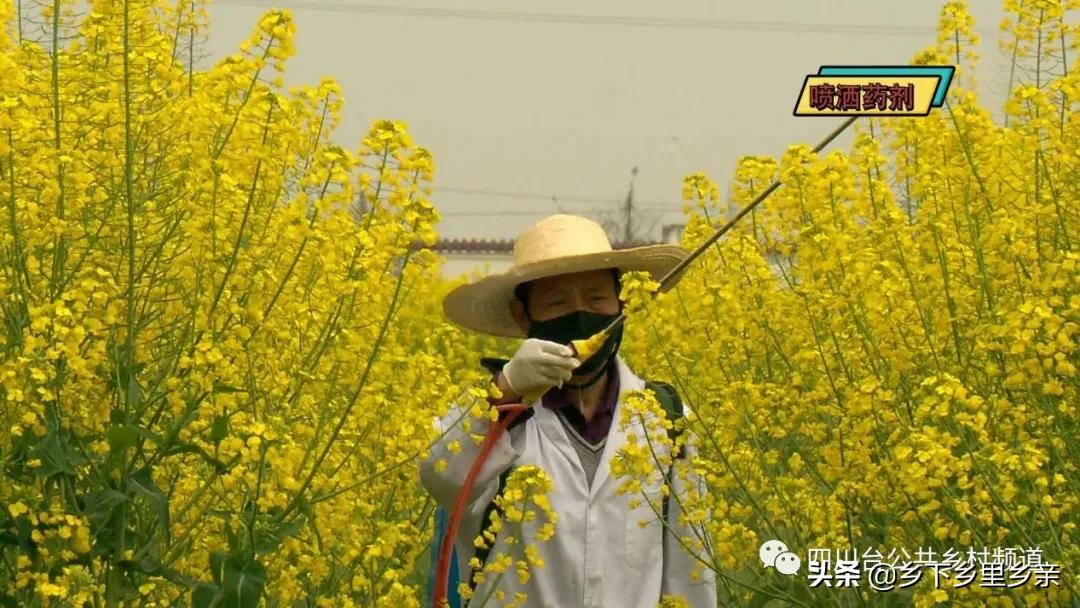 油菜得了病用什么药,油菜生病了怎么防治