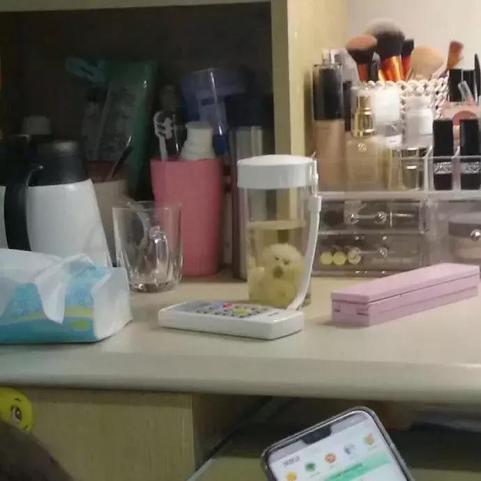 狗子偷吃猪手被发现,狗子被主人吓尿怎么办