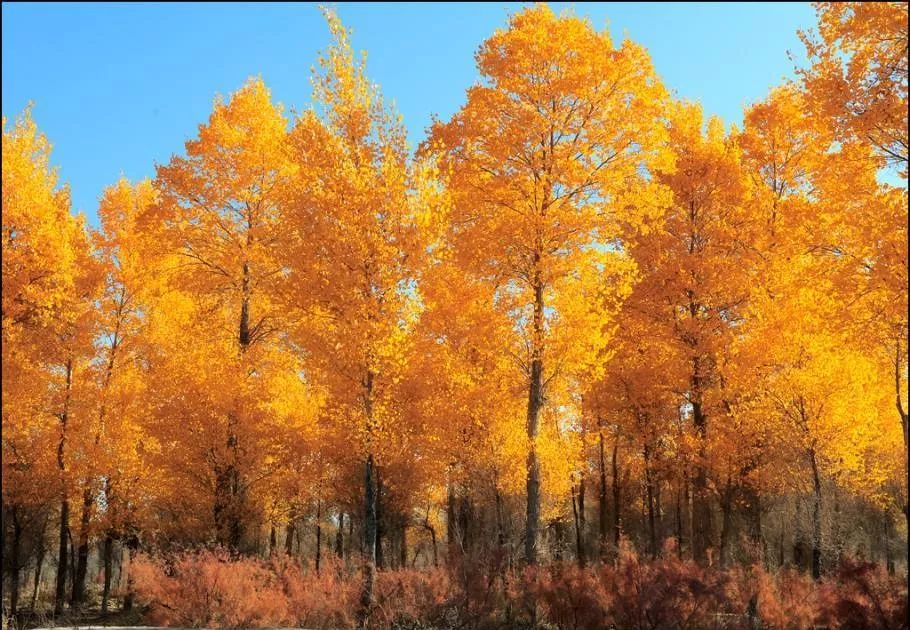 低调的和田玉,低调奢华的和田玉