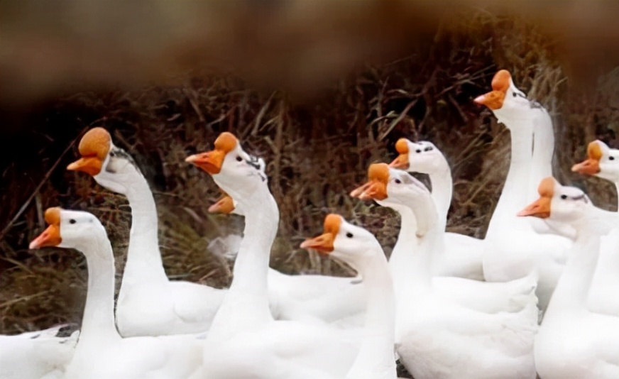 鹅多少天头上长肉包,鹅头上长脓包是什么病