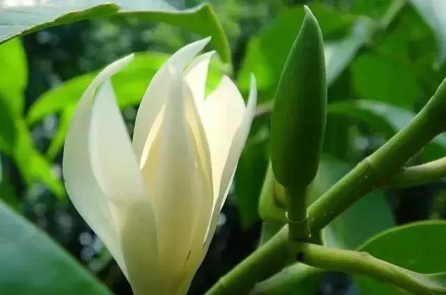 一次性摘各种各样的水果,一次性种很多草莓会怎么样