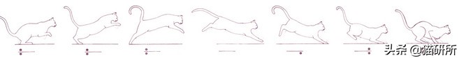 猫咪的魔性走姿,猫咪的十种沙雕动作