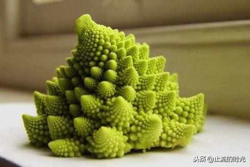 这些多肉有香味你都闻到过吗,这八种多肉每一个都是国宝级的