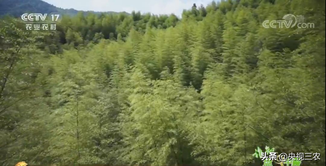 冬笋炒腊肉怎么处理去除涩味,湖南腊肉冬笋怎么做才不会有涩味