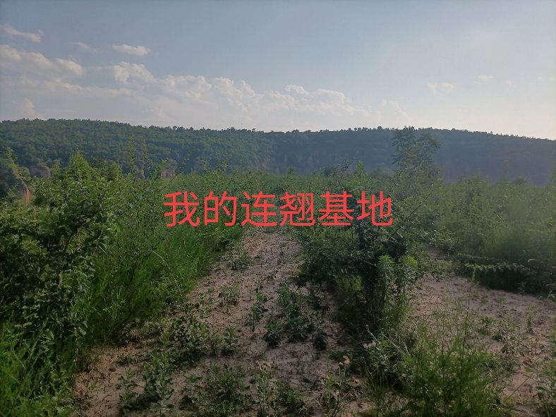 *子骗**你在哪里？放过我吧