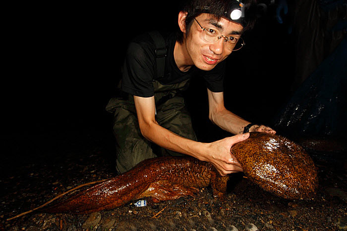 野生娃娃鱼放生的危害,遇到野生娃娃鱼的危害有多大