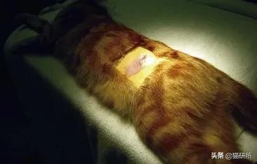 猫咪绝育正切痛还是侧切痛,猫咪绝育是切蛋还是切鸡
