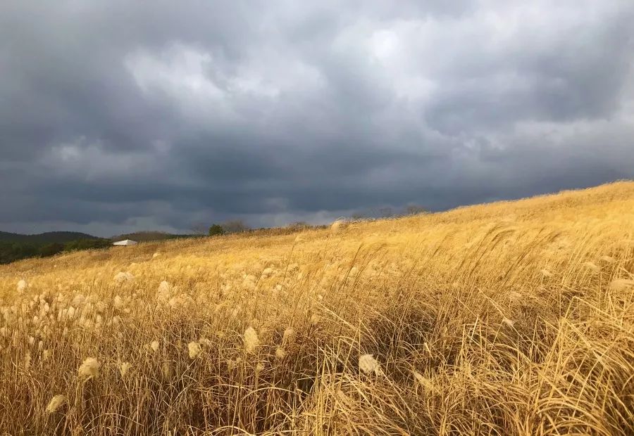 自由行|¥1399合肥直飞济州岛4日游！一次说走就走的免签之旅
