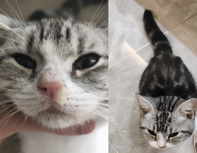 团子猫传腹治好了吗,团子的猫传腹