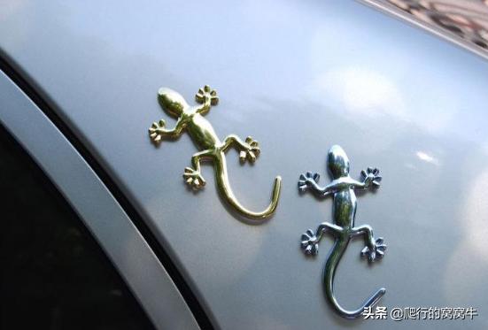 小壁虎断尾巴的生活常识,小壁虎断尾自救是什么常识