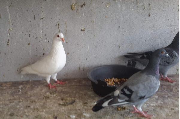 养一千对肉鸽子一年有多少利润,养鹌鹑还是鸽子利润高