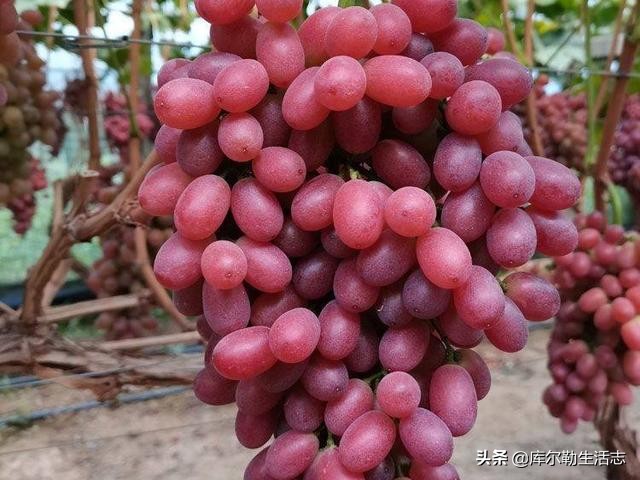 新疆哈密新品种葡萄,新疆新品种葡萄
