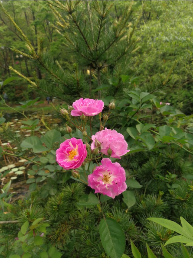 庚子杂吟漫画全集,庚子杂吟全集完整版