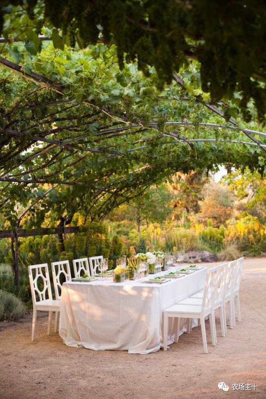 院子里种什么十多年后价值很高,院子里种什么最值钱