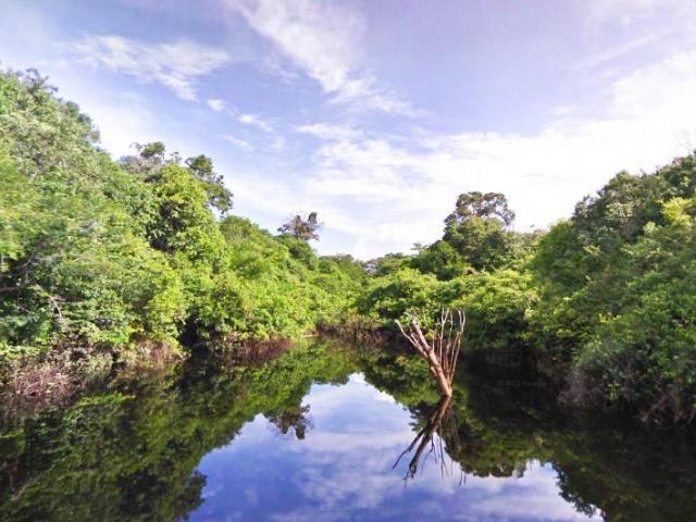 亚马逊热带雨林多大面积,亚马逊雨林最多的植被