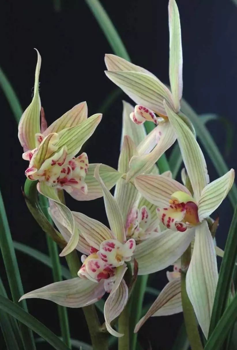 养兰新手用啥盆,最简单的养兰植料