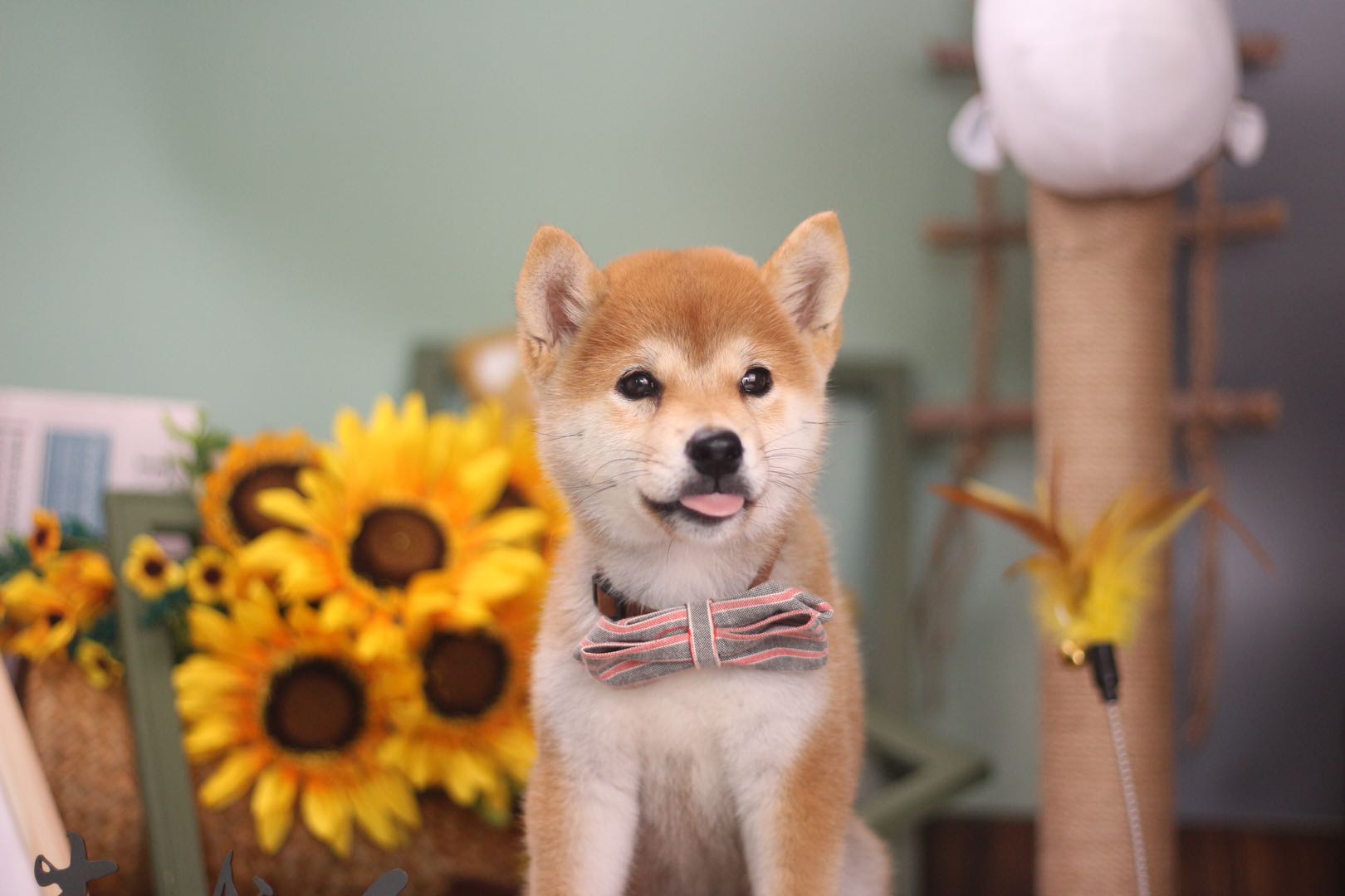 上海购买柴犬去哪里买,上海市犬舍买狗