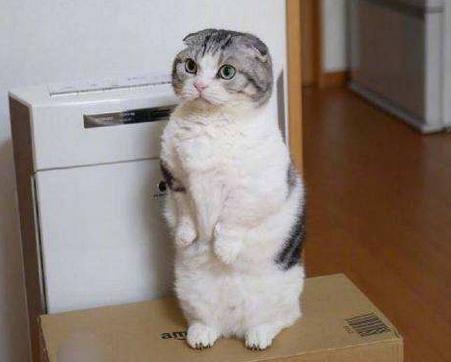 最近很火的猫咪折耳猫,有着天使的面孔的猫