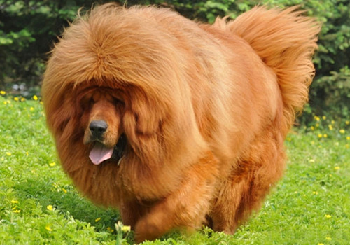 新手养刚出生小狗的攻略,刚养小狗该怎么做