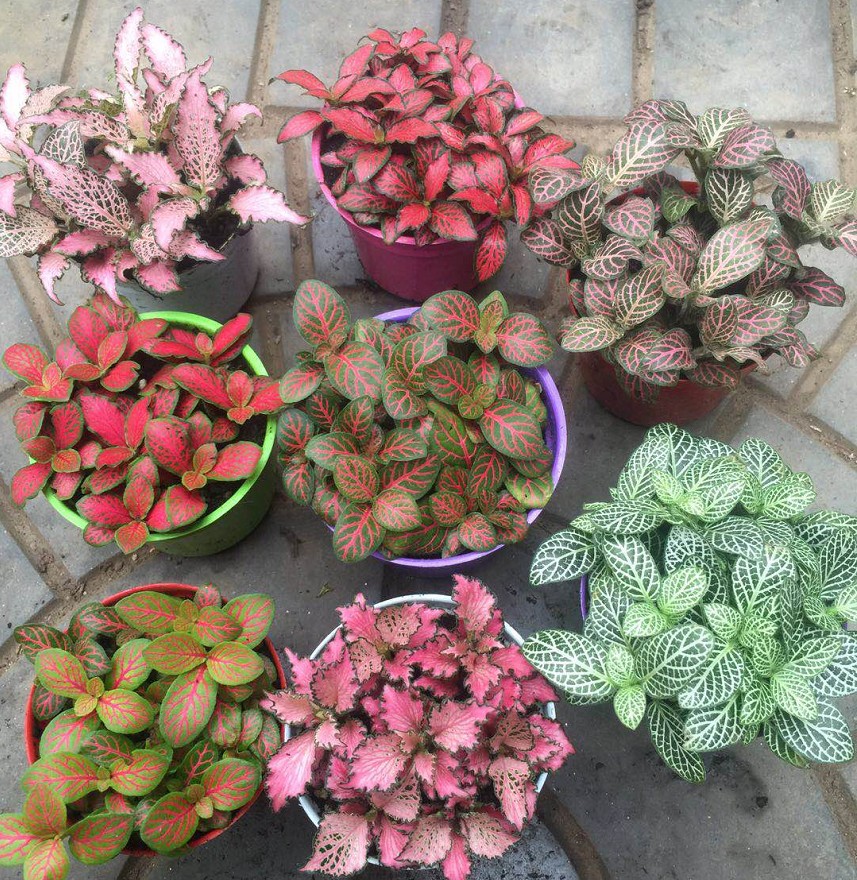 好养的盆栽花卉大全,人养花花