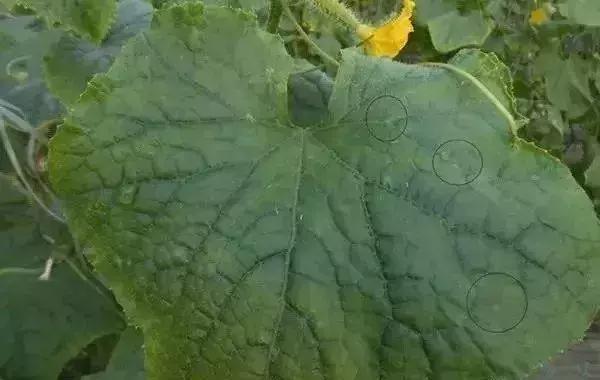 怎么判断小麦白粉病,白粉病防治妙招最佳方法