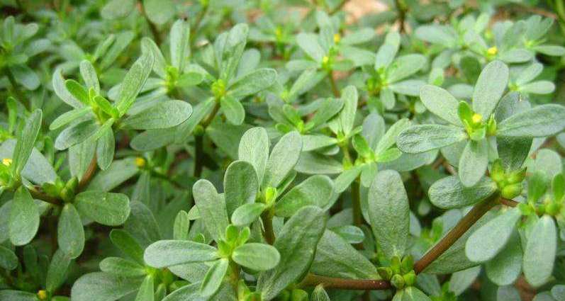 春天最适合滋补的食物,这4种东西千万不要拿回家会很穷