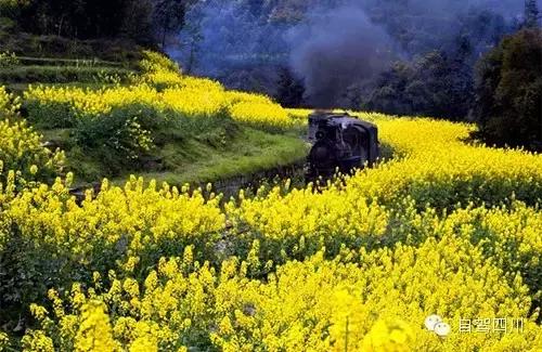 四川过年油菜花风景视频,3月去四川哪里看油菜花