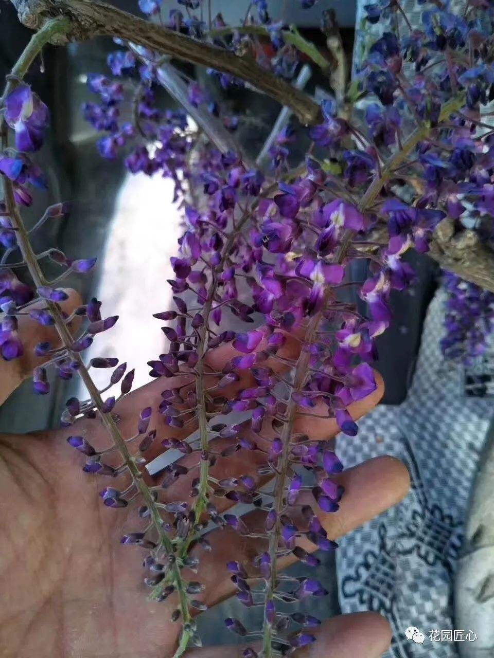 紫藤花开不负春光不负卿什么意思,紫藤花开岁月静好