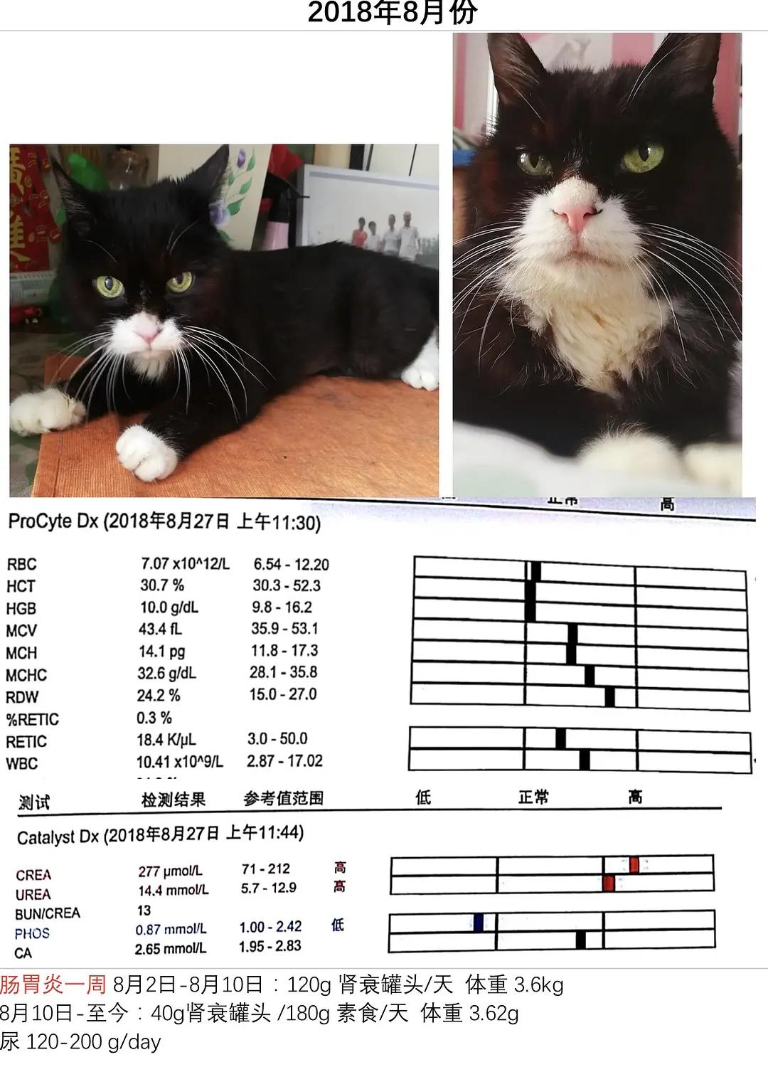 糖尿病患者胆囊炎胰腺炎同时出现,胆囊结石胰腺炎糖尿病
