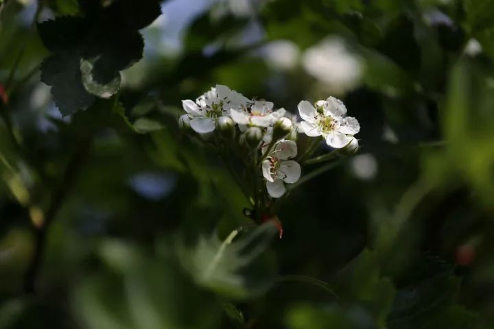 山花野鸟|园林花语