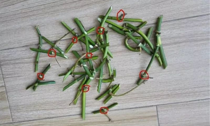 谁说绿萝知识浇浇水?很多人都养错了,绿萝应该这么养