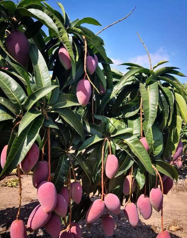 芒果品种西施芒,芒果品种四季蜜芒