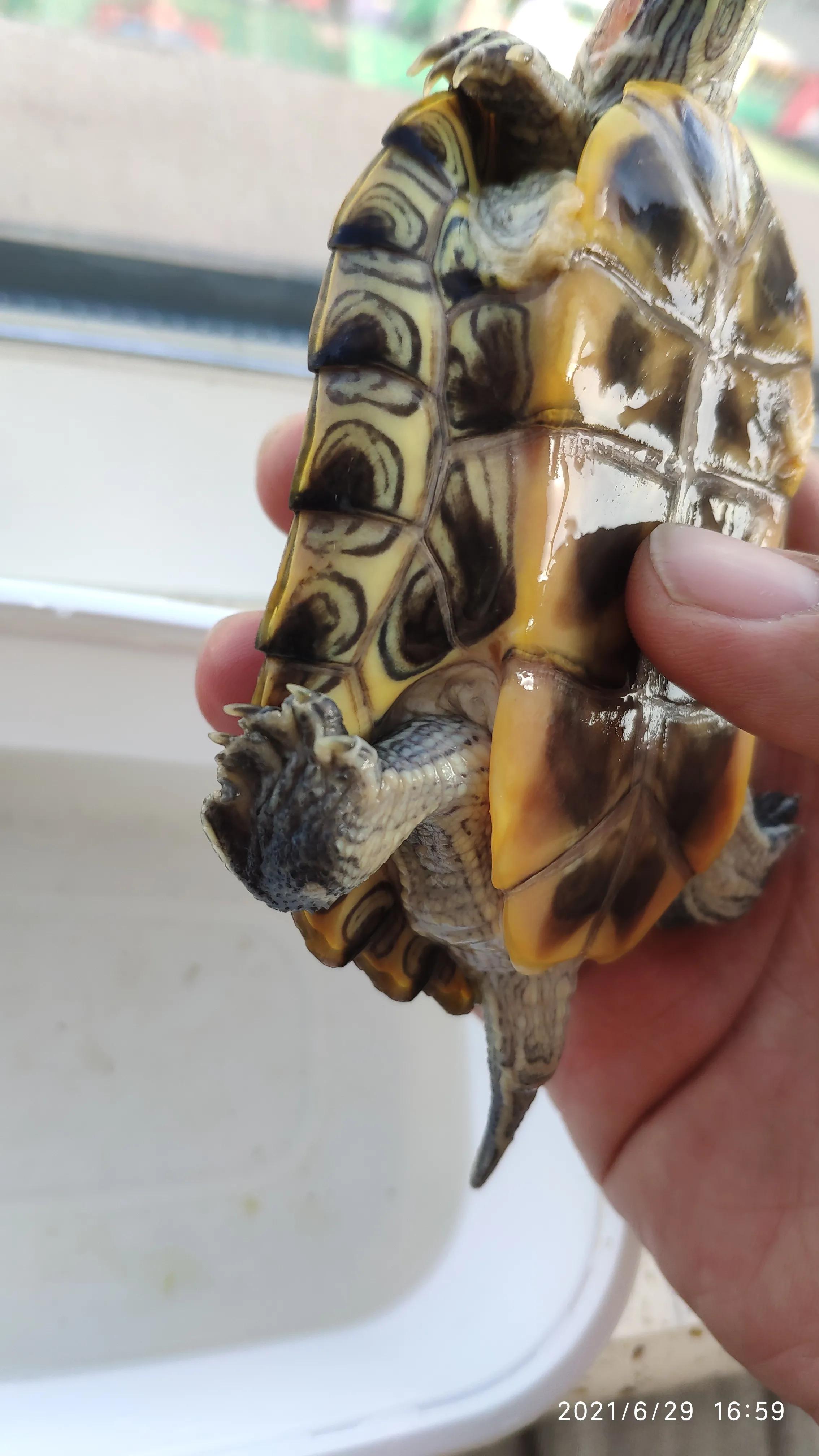 巴西龟不吃龟粮该怎么办,巴西龟不吃东西最多能活多久