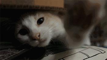 猫咪被蜜蜂蜇了怎么办,猫被蜜蜂蜇了的照片