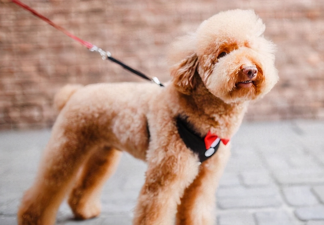 泰迪狗狗能天天吃胡萝卜吗,泰迪幼犬可以每天吃胡萝卜吗