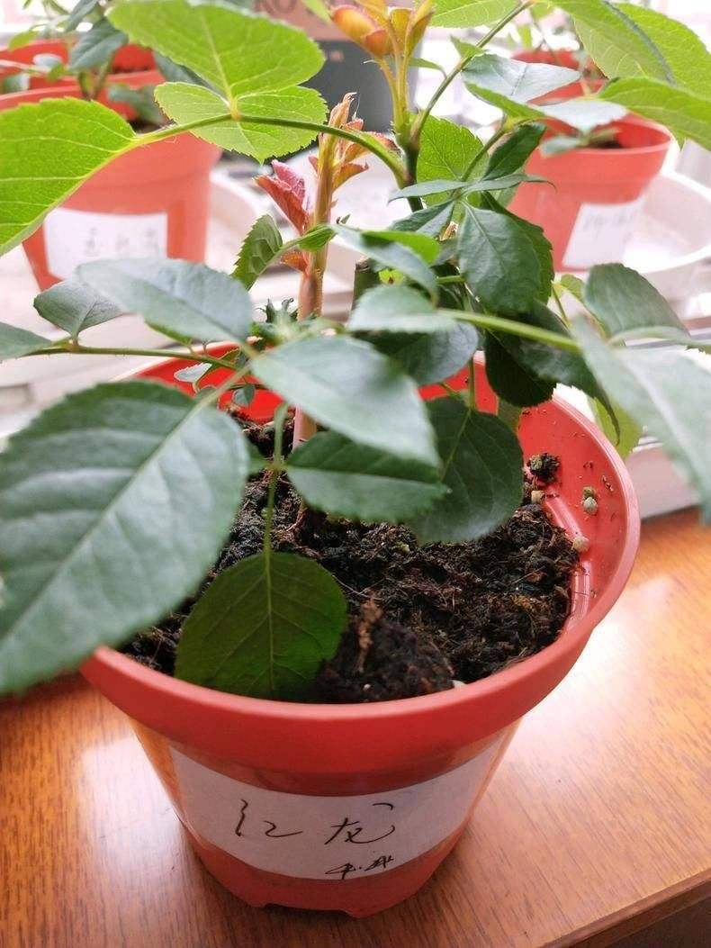 想让月季长高,如何使棒棒糖月季的冠幅变大