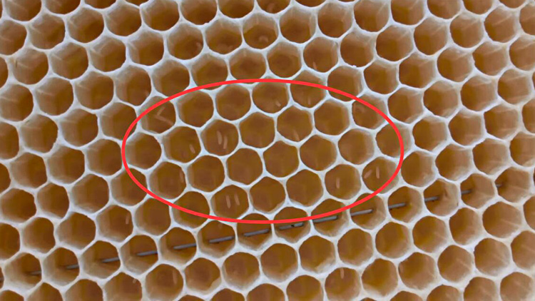 土养蜜蜂工蜂产卵怎么办,蜂群失王了有王台工蜂产卵怎么办