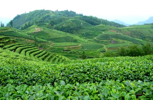 茶叶基地种植技术,6亩茶叶种植技术