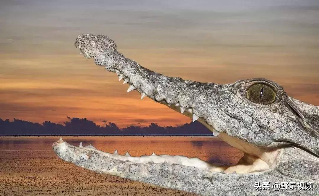 把非洲鳄界扛把子当宠物养是一种怎样的体验？