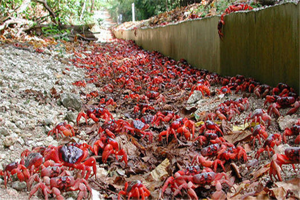 澳洲出演“猖狂的螃蟹”，却遭政府部门“制裁”，本地人：免费送