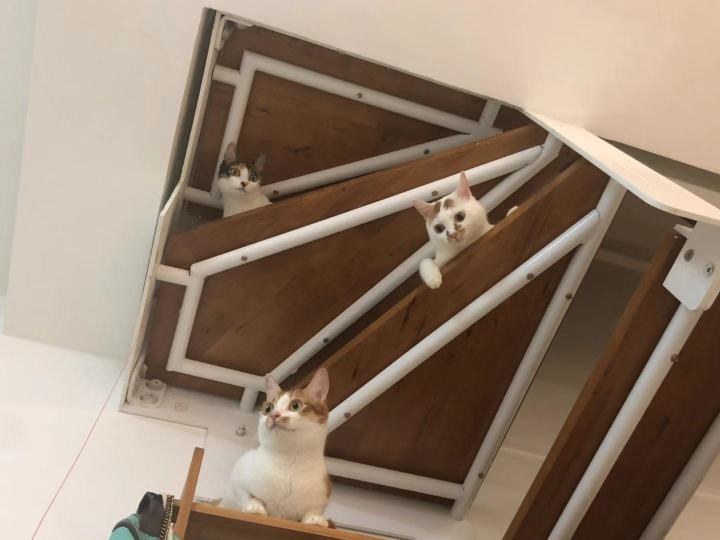 森林物语猫粮靠谱吗,海尔仕猫粮靠谱吗