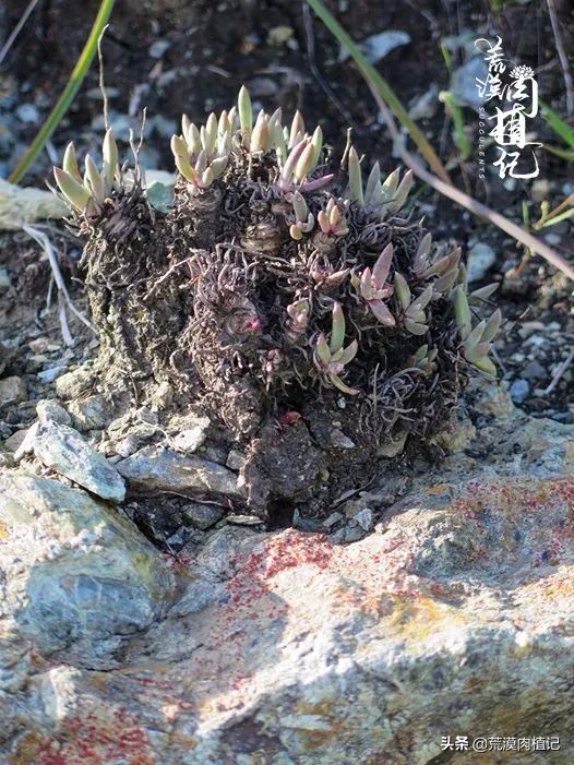 美国加州海岸仙女杯,美国仙女杯