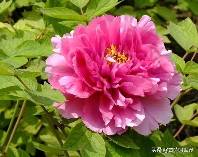 古诗中赞美牡丹的诗句有哪些,我见过雍容华丽的牡丹阅读答案