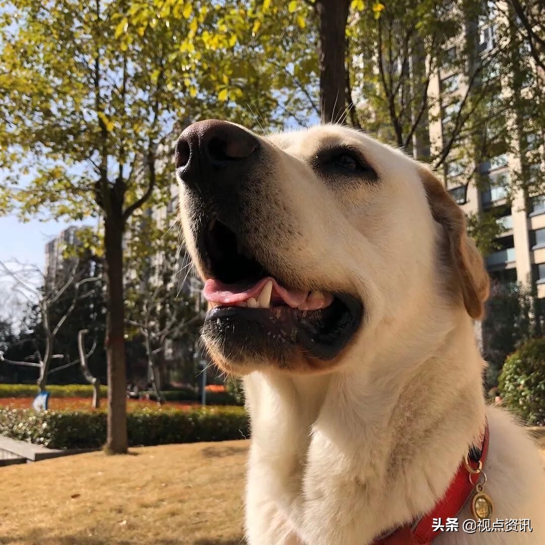 彩色的梦书法家,彩色的梦清华附小