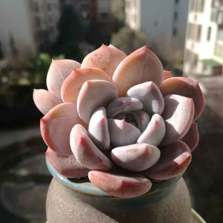 冬日暖阳邂逅最美的多肉,冬日暖阳和多肉暖了我的心