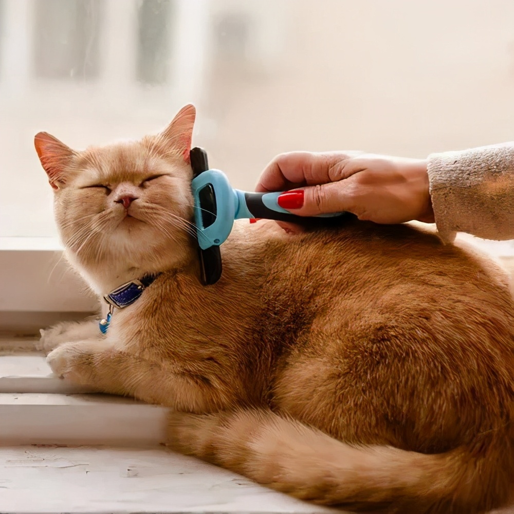 铲屎官回家过年留了一盆猫砂,过年回老家猫咪怎么办