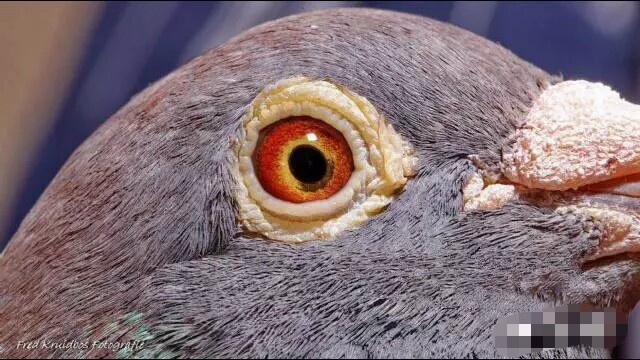 趁早淘汰那些没有未来的鸽子！