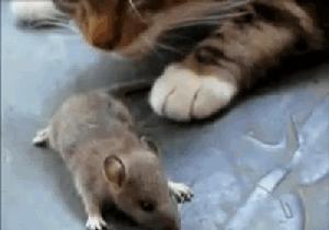 猫咪现在好上分吗,老鼠的克星猫咪